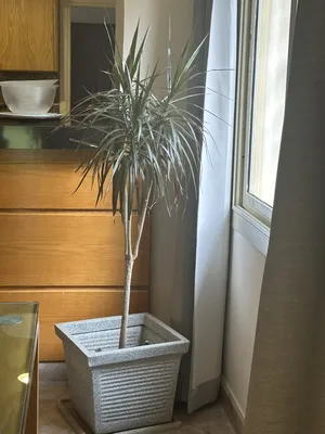 Trees - Plants3