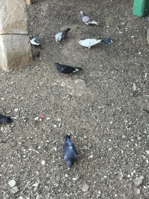 حمام للبيع