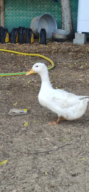 60 Duck available jumbo size