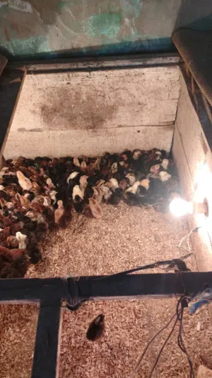 صيصان بلدى نخب اول البزره الاصليه