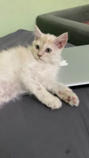 قطه شيرازي