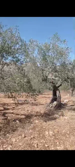 ارض للبيع في منطقه عبود دير ابو مشعل مساحه 15 دونم يوجد بالارض 125 150 شجره زيتون