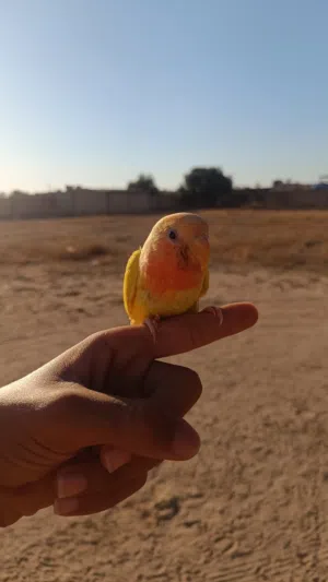 عصفور روز للبيع