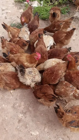 دجاج كروازي مليح للبيع