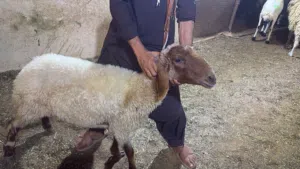 Sheep perfect for qurbani
