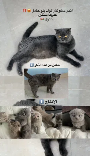 انثى سكوتش حامل وركز على الانتاج