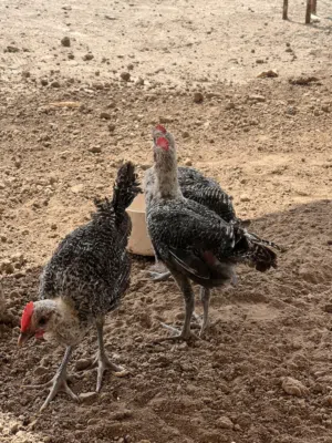 ديوك فيومي اصلي وافراخ براهما