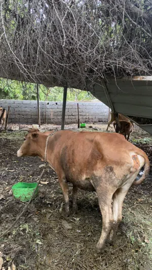 للبيع بقره عمانيه عشار