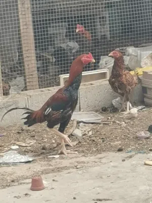 للبيع ديك تايلندي بي تركي