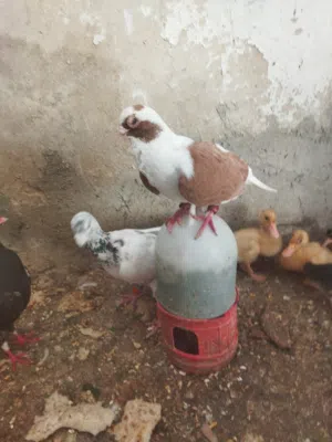 فحلين شغالات