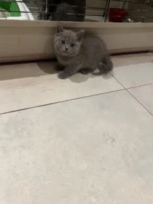 قطه انثي سكوتش هجين