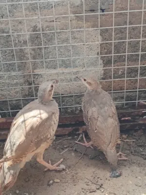 اللبيع طيور لحجل