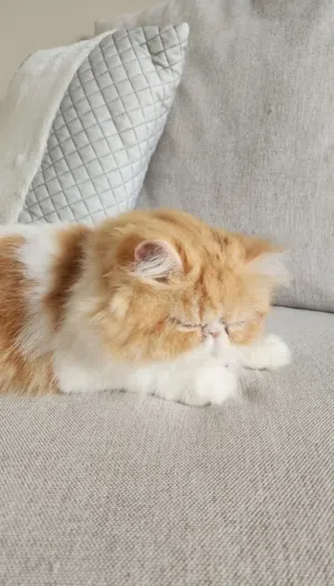 Picky Face Persian Looking to Mate Picky Persian Only