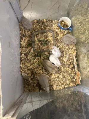 هامستر روسي