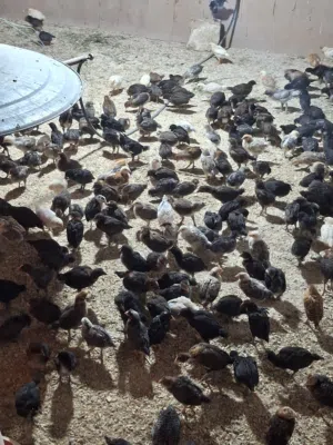 صيصان بلدي فراخ بلدي