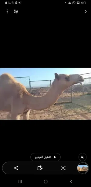جعود للبيع