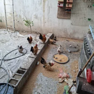 دجاج زينة سيراما