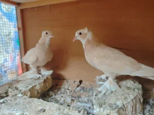 للبيع طيور زينة مالات بيت