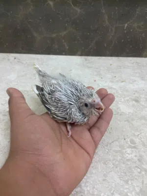 فروخ كوكتيل وايت فيس للغر التدريب