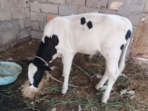 حيوانه للبيع وراها عجل اول بطن   حليب خير من الله