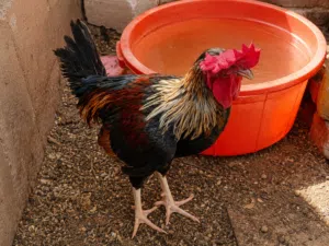 دجاج مثل اللي بالصورة