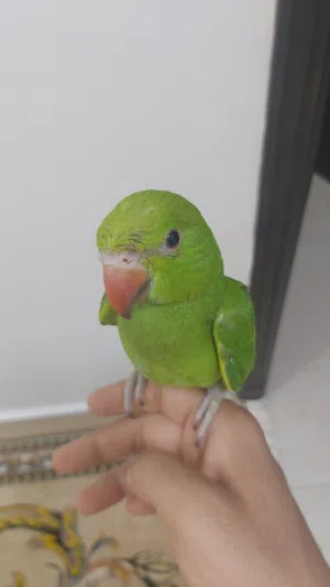 بغبغاء متوه