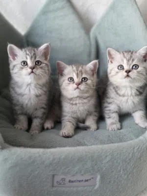 بريتش شورت هير British shorthair