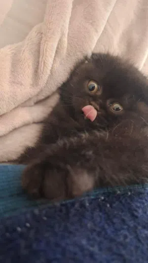 سكوتش فولد بيور للبيع