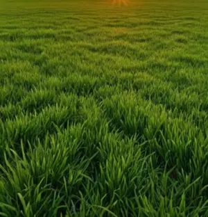 Farm Land for Sale in Madaba Mai'n