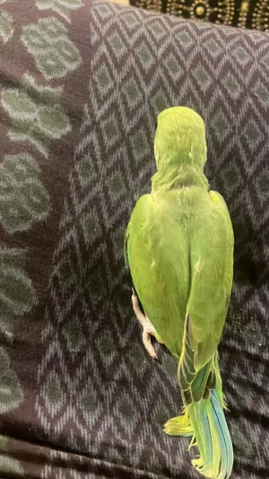 متوه دره فرغ ماشاء الله طيران حر
