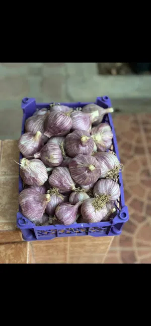 ثوم عماني حجم كبير