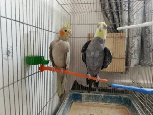 جوز كوكتيل الذكر اليف والانثى منتجه مع قفص كبير وكوخ