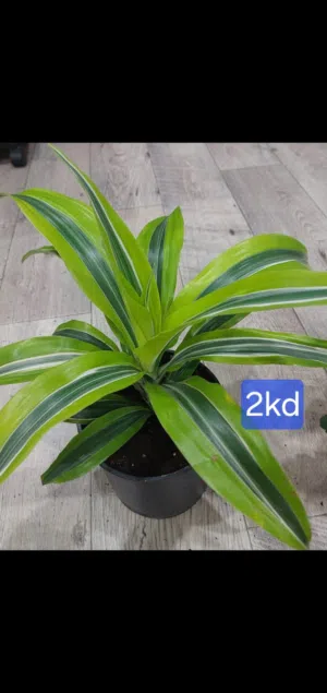 Bushy indoor plants