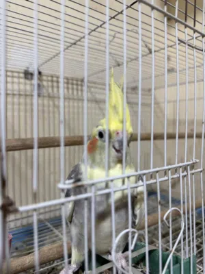 للبيع طير ذكر كوكتيل منتج