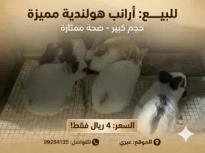 ارانب هولندية بيور