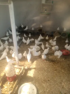 ‏حمام‏0