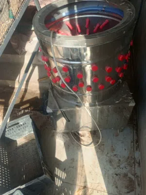 هلاسه دجاج للبيع