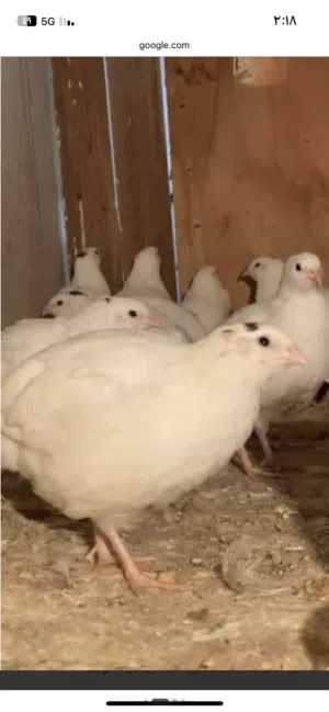 بيض سمان تكساس الأصلي مخصب