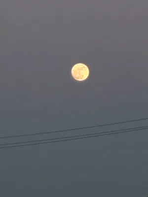 عبود 