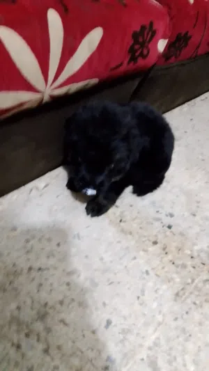 جراويه جيرمن بلاك كوت مستواه عالي