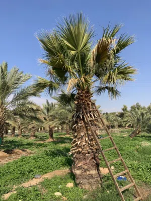 شجر واشنطونية نخيل