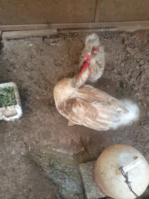بط مسكوفي أبيض للبيع