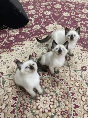 Pure saimese kittens