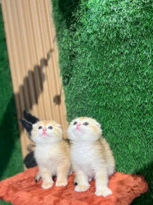 سكوتش جولدن ny12