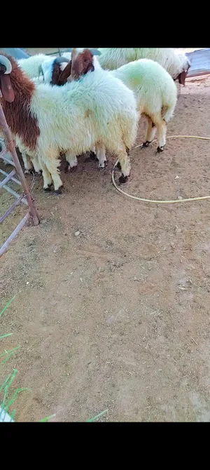 ‏غنم‏3