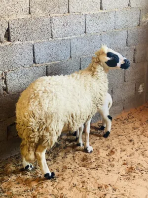 نعجه سنها اول جمع