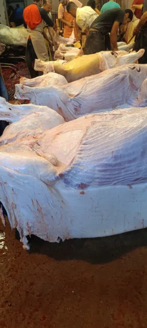 لحام منزلي متنقل لذبح كافة الاضاحي والعقائق يوجد لدينا خرفان بلدي وروماني