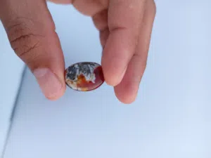 فص عقيق يماني أحمر خرايطي او خريطة