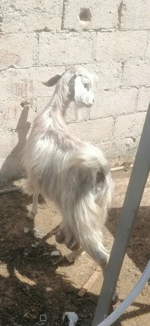 Goats4