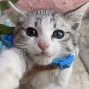 nezar 